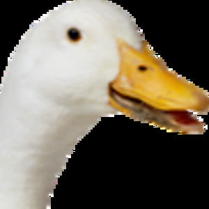 Meet your Posher, Declan